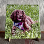 ceramic trivet with a picture of a dog sitting in grass with a purple harness on a stand